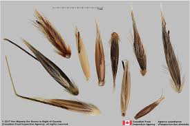 Image result for Avena byzantina