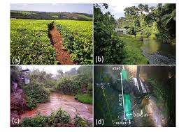 Image result for Casearia battiscombei