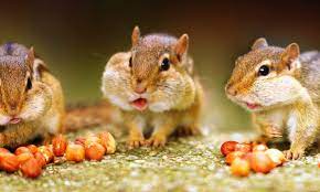 Download in under 30 seconds. Chipmunks Cute As A Button But Destructive