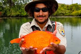 Fancier varieties that are longed and slimmer may weight as much as 12 ounces. Flushed Goldfish Grew To Be Kitten Size In Niagara River Live Science