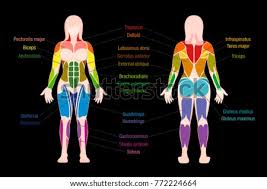 Covering upper limb, lower limb, head, back, and abdominal muscles through a series of muscular system quizzes. Shutterstock Puzzlepix