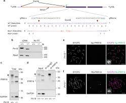 The plan will be to use the funding to. Proline Rich Protein Prr19 Functions With Cyclin Like Cntd1 To Promote Meiotic Crossing Over In Mouse Nature Communications
