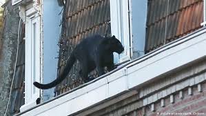 Several species of these variants are the wild black panther (black panther in latin america). Black Panther Stolen From Zoo After Rooftop Rescue In France News Dw 24 09 2019