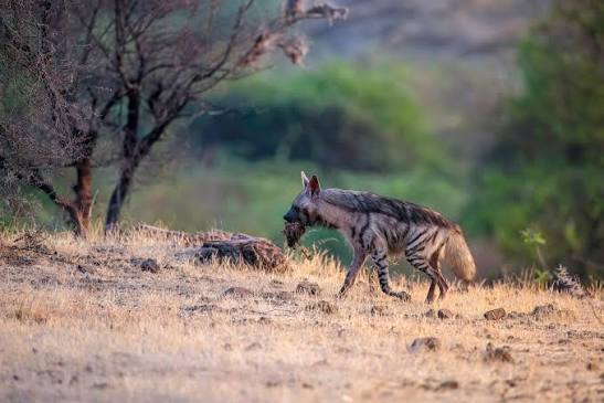 Striped Hyena — WildArt.Works | Wildlife Photographer