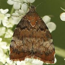 Image result for Arthropteris charletiana