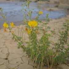 Image result for Cleome angustifolia