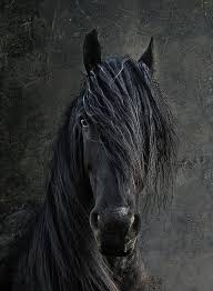 Beautiful Black And White Mustang Horse Beautiful Friesian Horse Black Stallion Dressage Photo Joachim G Pinkawa My Favorite Breed Horses Beautiful Horses Pretty Horses