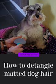 Dog Care Dog Ear Cleaner Dog Grooming Tips Dog Nail Trimming Dogcare Matted Dog Hair Dog Hair Schnauzer Dogs