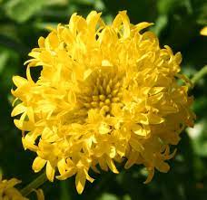 Gaillardia Pulchella Torch Yellow In 2021 Flower Seeds Yellow Flowers Full Sun Flowers
