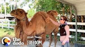 But i guess it would make sense to eat that part of the camel. Camel So Skinny His Humps Collapsed Gets Strong Enough To Run Free The Dodo First Taste Of Freedom Youtube