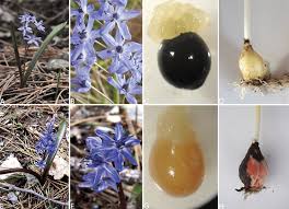 Scilla campanulata blooms in late spring and is a good naturalizer for woodlands and meadows. Scilla Bifolia A Habit B Flowering Stem And Details Of Flowers C Download Scientific Diagram