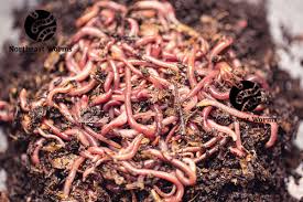 Image result for Red Wigglers