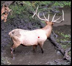 Elk Shot Placement Thread