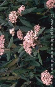 Viburnum Plantguide Forest Garden Centre Matlock