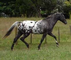Black And Brown Spotted Horse Pretty Appaloosa Appaloosa Horses Horses Appaloosa