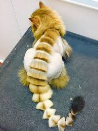 Ces Coupes De Chats Que Les Proprietaires N Auraient Jamais Du Faire La 5 Ne Ressemble Vraiment A Rien Cat Grooming Cat Haircut Shaved Cat