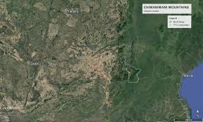 Image result for Olea chimanimani