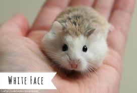 Make money when you sell · huge savings · under $10 Roborovski Dwarf Hamster 101 Essential Basics Care And Information Crafty Crookshanks