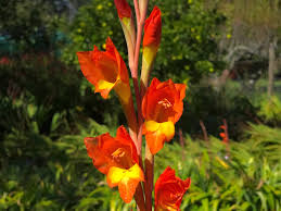 Image result for Gladiolus dalenii