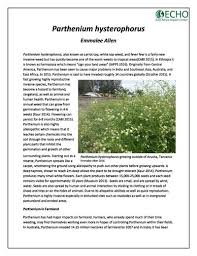 Image result for Parthenium