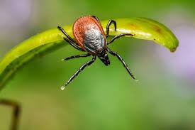 Tick control services