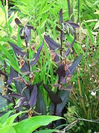 Check spelling or type a new query. Edelweiss Perennials Epipactis Gigantea Serpentine Night