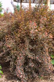 Throughout the growing season this carefree plant provides a welcome contrast with its colorfull. Physocarpus Ninebark Handy Andy S Nursery