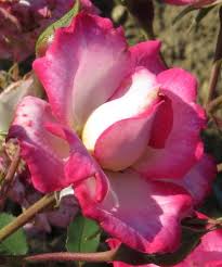 He then jumped to the floor and pushed back the curtain to the kitchen. Modern Roses 8 Miniature Bush Sweet Caroline