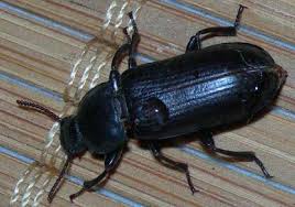 Insectes47
