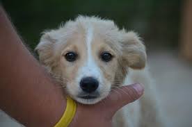 Katzen suchen ein zuhause köln. Home Ein Herz Fur Streuner