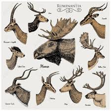 Big Set Of Horn Antlers Animals Moose Or Elk With Impala Gazelle Deer Illustration Horns Animals