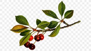 If you like the idea of a beautiful, flowering tree, a dogwood tree or cherry blossom tree would generate beautiful blooms and add a pop of color to your landscape. Cherry Blossom Food Clip Art Png 1280x720px Cherry Art Berry Branch Cherry Blossom Download Free