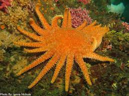 Sunflower starfish were once found on the seabed of the northeast pacific ocean. Sunflower Sea Star Deemed Critically Endangered After Disease Claims 90 Of The Population