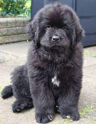 Newfoundland Puppy By Jum Jum Giant Dog Breeds Newfoundland Puppies Giant Dogs