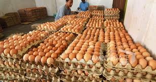 Sahabat peternakadalah channel yang dapat dijadikan rujukan bagi penggemar ternak ayam petelur, calon peternak ayam petelur, maupun karyawan yang sedang. Harga Telur Ayam Melonjak Ini Solusi Dari Kementan