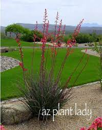 It produces pink flowers atop tall, skinny spikes. Red Yucca Do This Not That Azplantlady Com