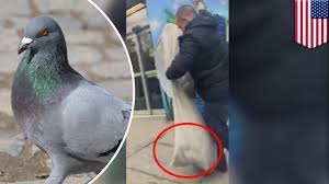 Can you shoot pigeons in your own garden. Man With A Huge Net Seen Snatching Pigeons Off City Streets Gothamist