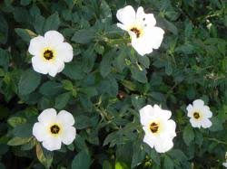 Image result for Turneraceae