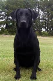 We also serve the coastal communities of santa barbara county from goleta south to the ventura county border and, in the southwestern corner of san bernardino county we serve the. Dog For Adoption Bonnie Sponsorship A Black Labrador Retriever In Los Angeles Ca Petfinder