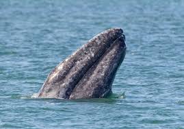 A stock is a group of animals that occupy the same area and interbreed. Whales Meet The Different Species Whale Dolphin Conservation Usa