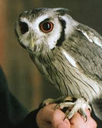 Pigwidgeon Harry Potter Wiki Fandom Straight from the gryffindor common room, the faithful owl hedwig, is looking for a new home. pigwidgeon harry potter wiki fandom