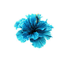 Red flowers and buds animated. Flower Flowers Rose Roses Deco Decoration Blue Animation Gif Jitter Bug Girl Flower Flowers Deco Decoration Blue Animation Gif Jitter Bug Girl Picmix