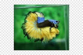 This is the third of the three iridescent colors. Siamese Fighting Fish Veiltail Aquarium Emerald Green Betta Fish Animals Pet Png Pngegg