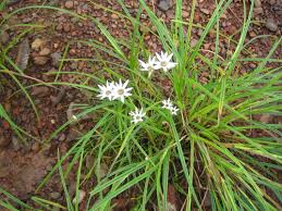 Image result for Mesanthemum africanum