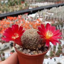That is why thorns and hair are most dense on young specimens and on older plants often confined to the growing tips. Sulcorebutia Sp N Hs 140 Torotoro Potosi Charcas Bolivien Uhlig Kakteen More Than 5 000 Different Species