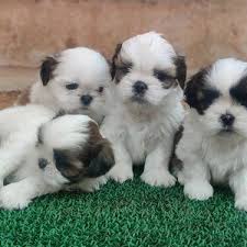 All our shih tzu are very healthy and good with children and other pets and will come with a health certificate and 30 days money back guarantee they are extra pictures and videos. Top Quality Kci And Vaccinated Shih Tzu Puppies Male And Dogs For Sale In Ayyappa Nagar Tiruchirappalli Trichy Click In
