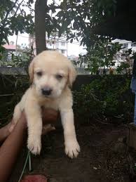 Maybe you would like to learn more about one of these? Kci Registered Labrador Puppies For Sale In Ernakulam Kerala