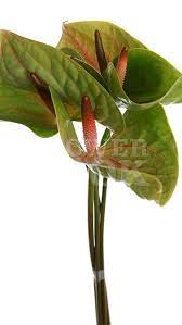 Anthurium Green Love