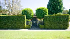 Privacy screens like all hedges can serve several purposes and can add value to many different types of property. The Best Hedges To Boost Privacy Jimsmowing Com Au