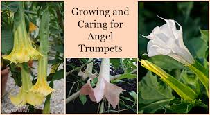 Maybe you would like to learn more about one of these? Growing Angel Trumpet From Seed Step By Step Instructions For Success